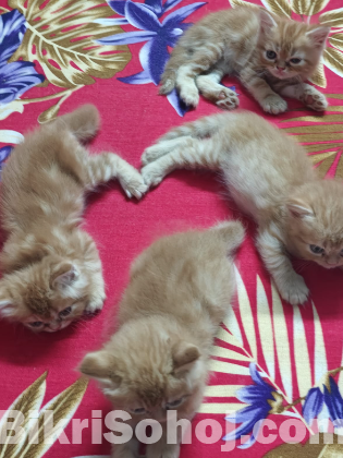 Persian cat